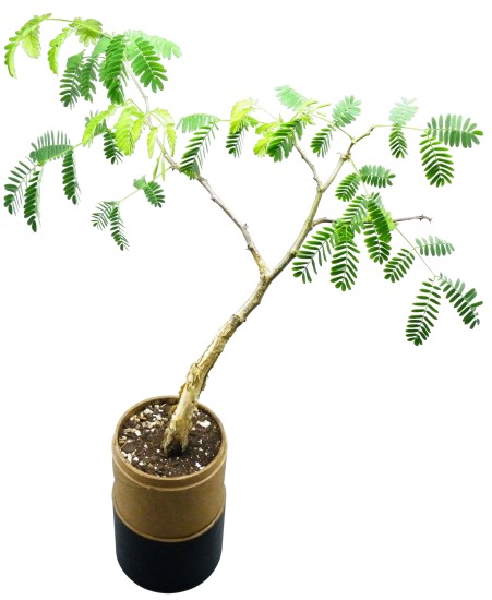 Tree in a Bamboo Tube (Carry Box)  - Size:  90*90*480mm - Min O