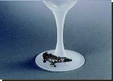Crocodile Martini Glass - 19CL - African Theme